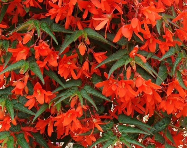 Begonia Boliviensis Bellavista® Deep Orange Trailing Plug Plants Pack x6