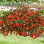 Begonia Boliviensis Bellavista® Deep Orange Trailing Plug Plants Pack x6