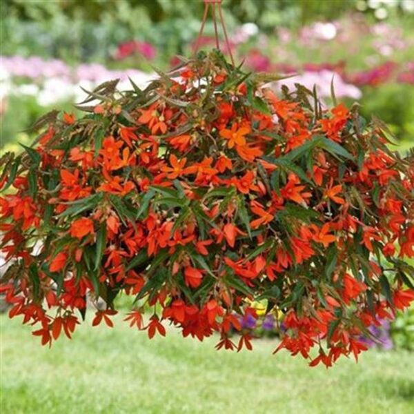 Begonia Boliviensis Bellavista® Deep Orange Trailing Plug Plants Pack x6