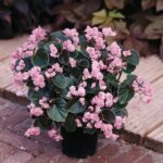 Begonia Semperflorens Doublet® Candy Pink Summer Plug Plants Pack x6