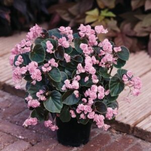 Begonia Semperflorens Doublet® Candy Pink Summer Plug Plants Pack x6