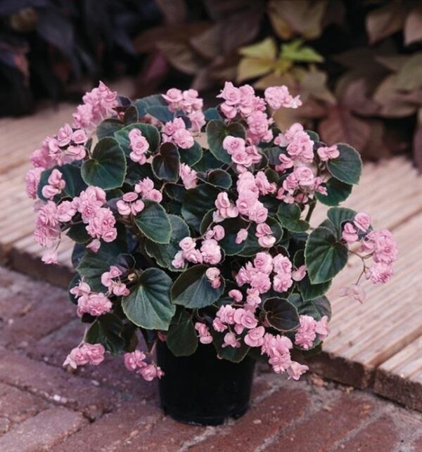 Begonia Semperflorens Doublet® Candy Pink Summer Plug Plants Pack x6