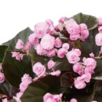 Begonia Semperflorens Doublet® Candy Pink Summer Plug Plants Pack x6