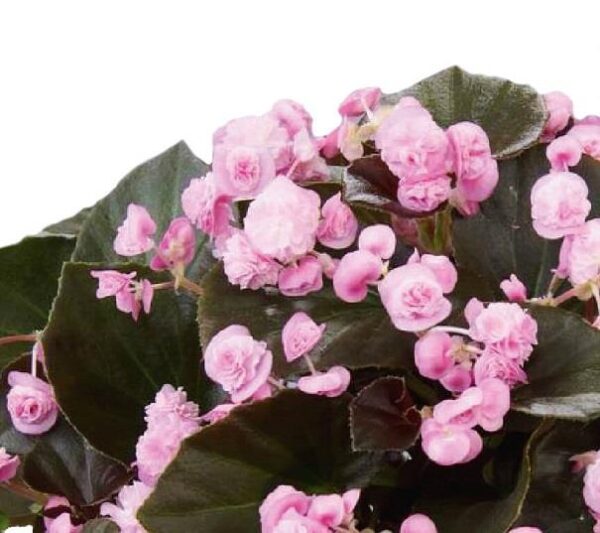 Begonia Semperflorens Doublet® Candy Pink Summer Plug Plants Pack x6