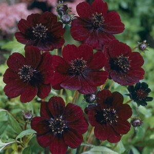 Chocolate Cosmos Atrosanguimeus Perennial Garden Plug Plants Pack x6