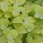 Helichrysum Gold Hanging Basket / Garden Plug Plants Pack x6