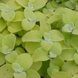 Helichrysum Gold Hanging Basket / Garden Plug Plants Pack x6