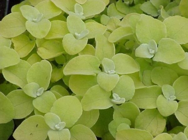 Helichrysum Gold Hanging Basket / Garden Plug Plants Pack x6