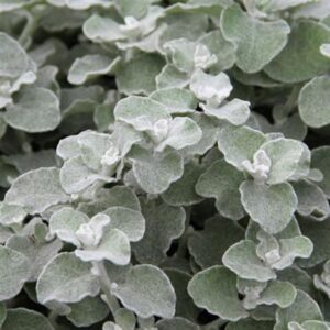 Helichrysum Trailing Silver Hanging Basket / Garden Plug Plants Pack x6