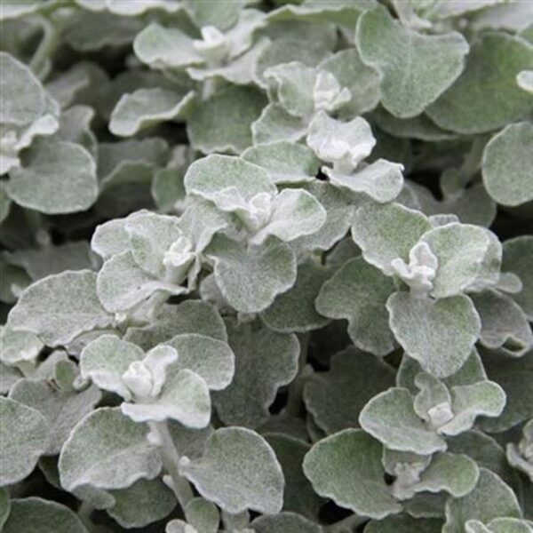 Helichrysum Trailing Silver Hanging Basket / Garden Plug Plants Pack x6