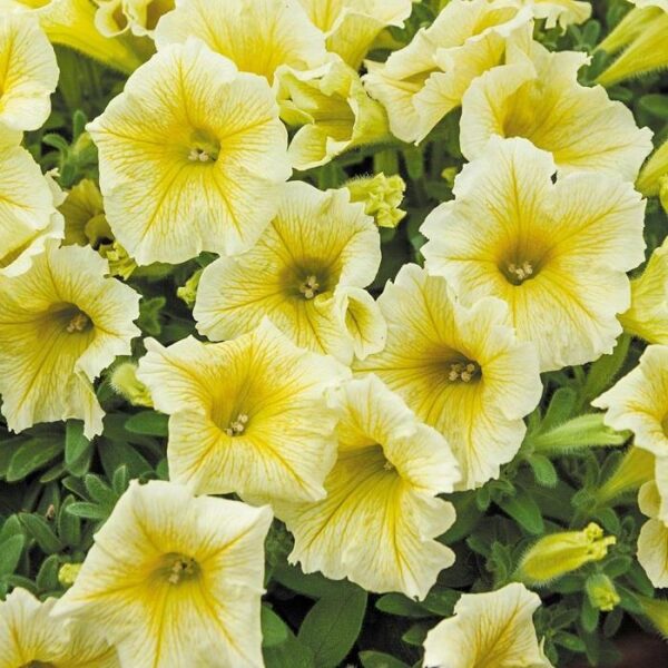 Petunia Trailing Surfinia "Yellow Dream" Trailing Basket Plug Plants Pack x6
