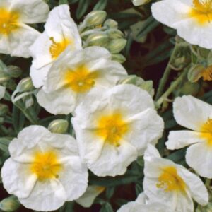 Pack x6 Helianthemum 'The Bride' Perennial Alpine Plug Plants