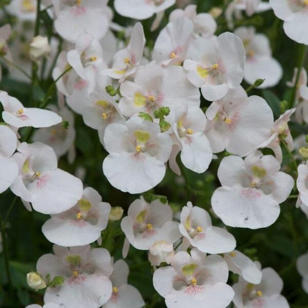 Diascia Diamond 'White Blush' Garden & Basket Plug Plants Pack x6