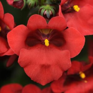 Diascia Deep Red 'Juliet' Garden Basket Plug Plants Pack x6
