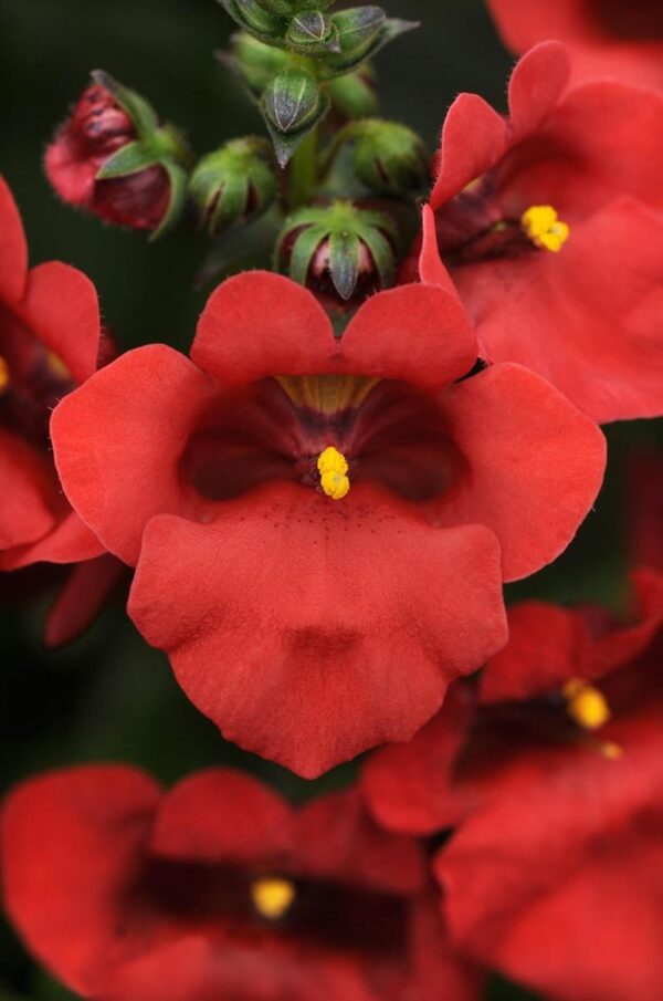 Diascia Deep Red 'Juliet' Garden Basket Plug Plants Pack x6