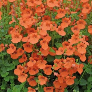Pack x6 Diascia Orange Dark Garden Basket Plug Plants