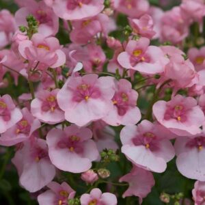 Diascia 'Diamond 'Light Pink' Summer Plug Plants Pack x6