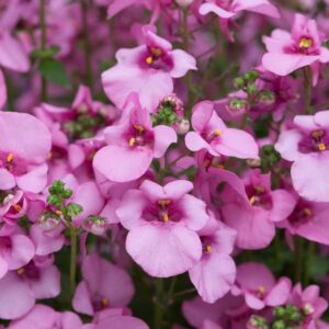 Diascia 'Diamond Pink' Summer Plug Plants Pack x6