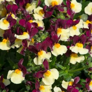 Nemesia Aroma™ Heart Of Gold Summer Garden / Basket Plug Plants Pack x6