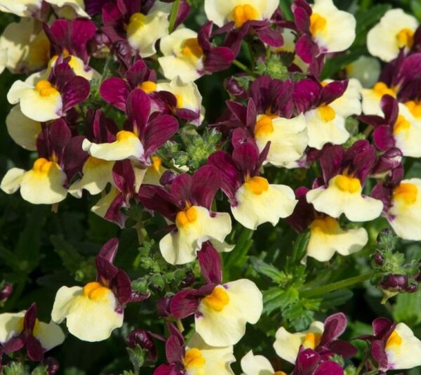 Nemesia Aroma™ Heart Of Gold Summer Garden / Basket Plug Plants Pack x6