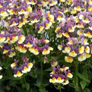 Nemesia 'Rhubarb & Custard ' Summer Garden / Basket Plug Plants Pack x6