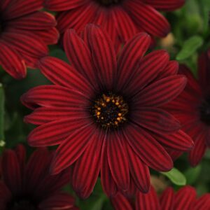 Osteospermum Cape Daisy 'Serenity Red' Plug Plants Pack x6