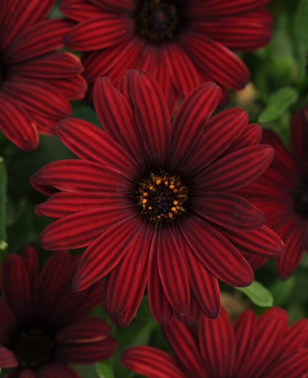 Osteospermum Cape Daisy 'Serenity Red' Plug Plants Pack x6
