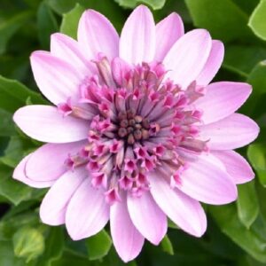 Osteospermum Cape Daisy 3D Double Pink Summer Plug Plants Pack x6