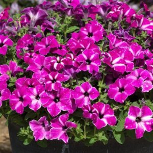Petunia Semi-Trailing 'Circus Sky®' Summer Plug Plants Pack x 6 New!