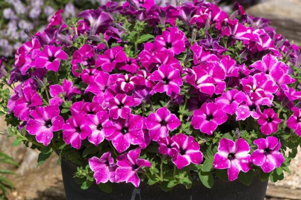Petunia Semi-Trailing 'Circus Sky®' Summer Plug Plants Pack x 6 New!
