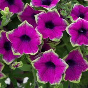 Petunia Semi Trailing Designer Buzz Purple Plug Plants Pack x6