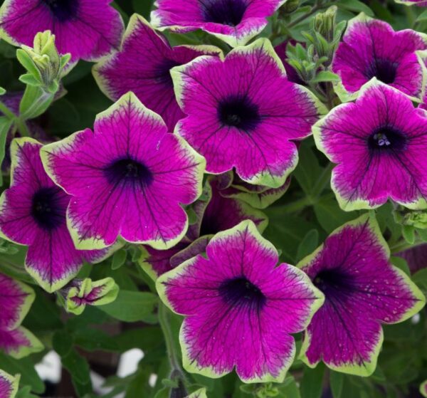Petunia Semi Trailing Designer Buzz Purple Plug Plants Pack x6