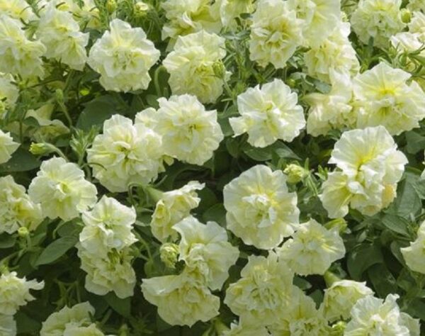 Petunia Trailing Tumbelina "Susanna" Trailing Basket Plug Plants x6