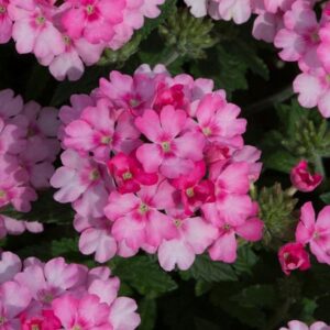 Verbena Trailing Showboat 'Pink' Basket / Garden Trailing Plug Plants Pack x6