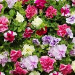 Petunia 'Tumbelina' Double Trailing Mixed Selection Plug Plants Pack x6