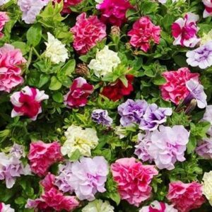 Petunia 'Tumbelina' Double Trailing Mixed Selection Plug Plants Pack x6