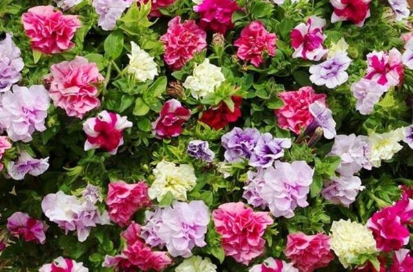 Petunia 'Tumbelina' Double Trailing Mixed Selection Plug Plants Pack x6