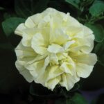 Petunia 'Tumbelina' Double Trailing Mixed Selection Plug Plants Pack x6