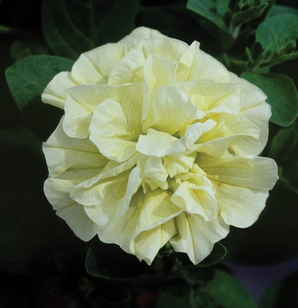 Petunia 'Tumbelina' Double Trailing Mixed Selection Plug Plants Pack x6
