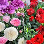 Dianthus Caryophyllus 'Sweet Pleasure® Mixed' Plug Plants Pack x6