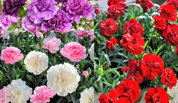 Dianthus Caryophyllus 'Sweet Pleasure® Mixed' Plug Plants Pack x6