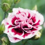 Dianthus Caryophyllus 'Sweet Pleasure® Mixed' Plug Plants Pack x6