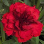 Dianthus Caryophyllus 'Sweet Pleasure® Mixed' Plug Plants Pack x6