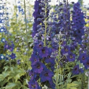 Delphinium 'Black Knight' Perennial Garden Plug Plants Pack x6