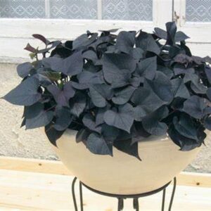 Ipomoea Batatas (Sweet Potato) Papas 'Black Tones' Plug Plants Pack x6