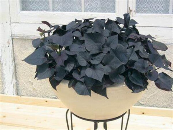Ipomoea Batatas (Sweet Potato) Papas 'Black Tones' Plug Plants Pack x6