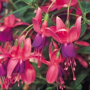 Fuchsia Hardy Bush 'Tom Thumb' Summer Garden Plug Plants Pack x6