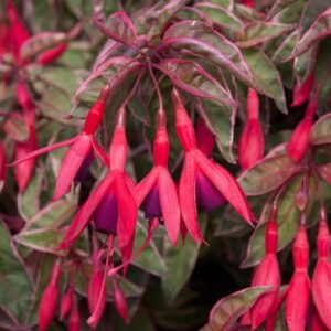 Fuchsia Hardy Bush Variegated 'Tom West' Summer Garden Plug Plants Pack x6