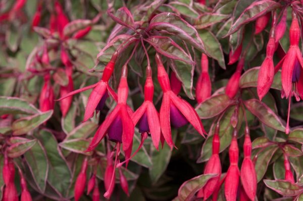 Fuchsia Hardy Bush Variegated 'Tom West' Summer Garden Plug Plants Pack x6