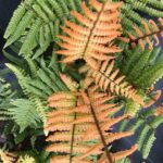 Hardy Fern Dryopteris Jurassic Gold (Golden Wood Fern) LARGE Plug Plants Pack x6